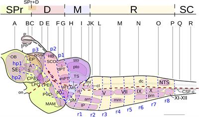 Neuromeric Distribution of Nicotinamide Adenine Dinucleotide Phosphate-Diaphorase Activity in the Adult Lamprey Brain